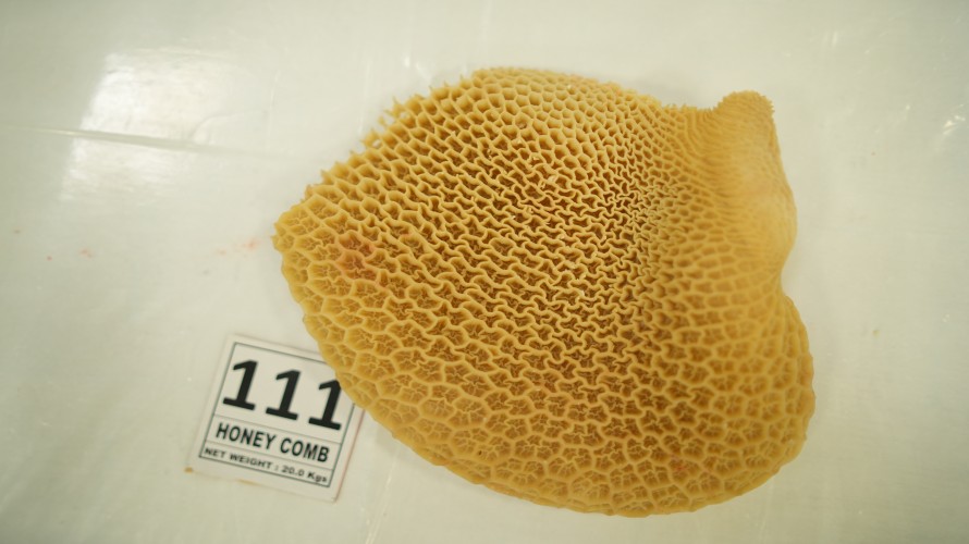 Honey Comb