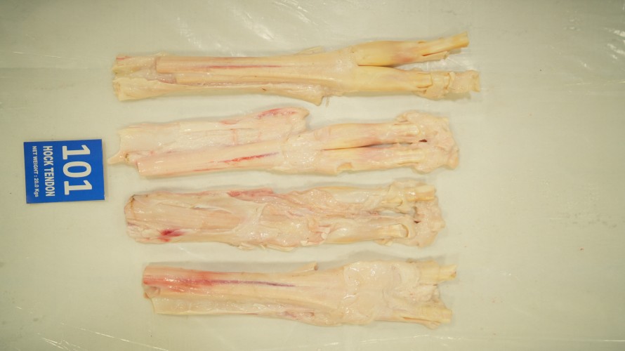 Hock Tendon